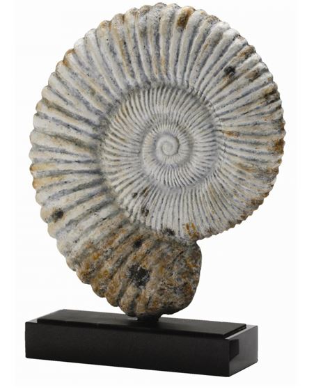 Fossil Sculpture